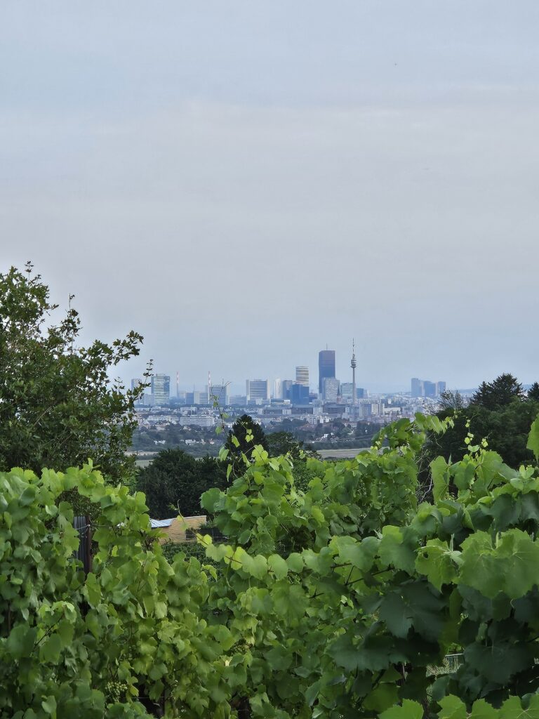 A view of Vienna's skyline as seen from the vineyards in Stammersdorf, with lush green vines in the foreground and the city's skyscrapers in the distance.