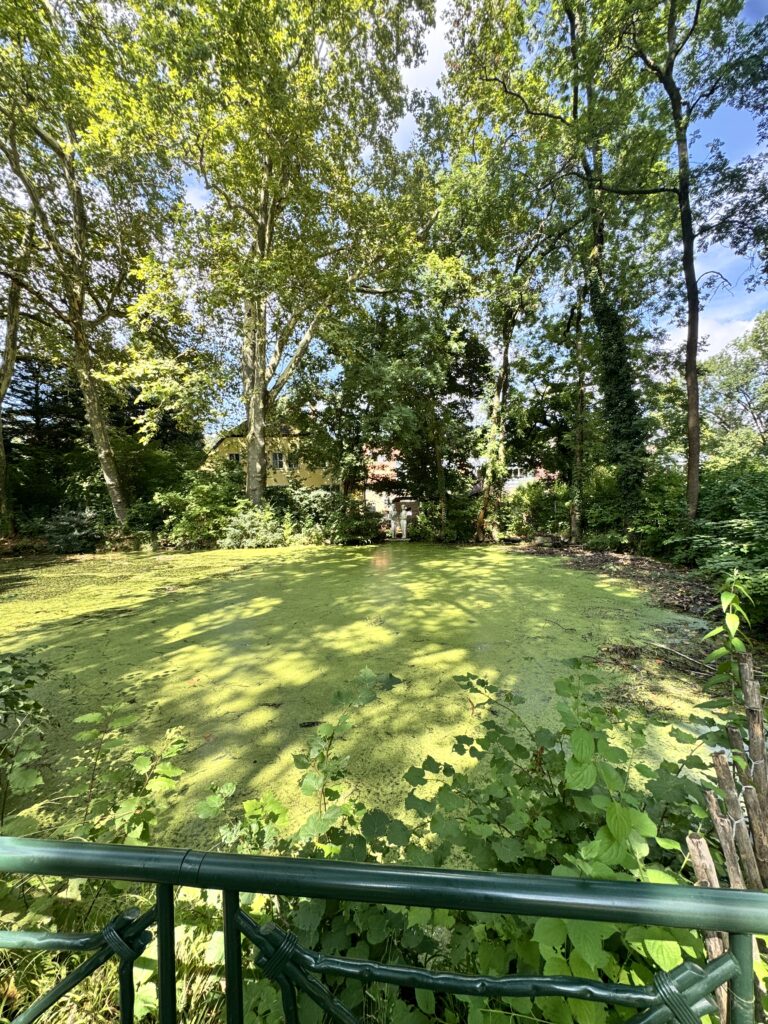 A serene view of a small pond covered in green algae, surrounded by lush trees and foliage in Pötzleinsdorfer Schlosspark, Döbling, Vienna.