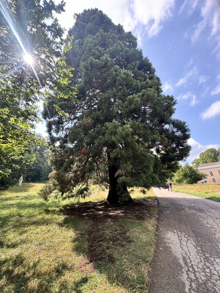 A giant sequoia tree in the Pötzleinsdorfer Schlosspark, Döbling, with sunlight shining through the branches and a person walking along a path nearby.