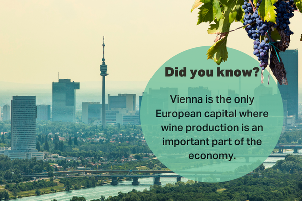 A view of Vienna’s skyline with grapevines in the foreground, highlighting the fact that Vienna is the only European capital where wine production plays a significant role in the economy.