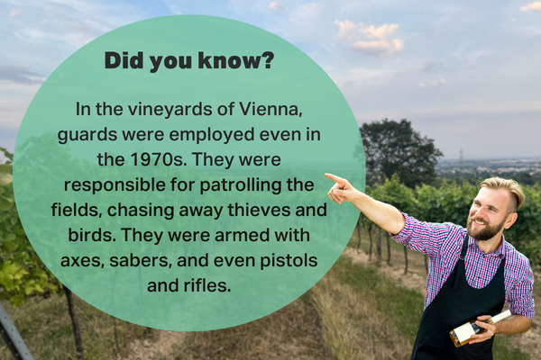 A vineyard in Vienna with a cheerful man pointing, accompanied by a fact about vineyard guards in the 1970s who patrolled the fields armed with axes, sabers, pistols, and rifles.