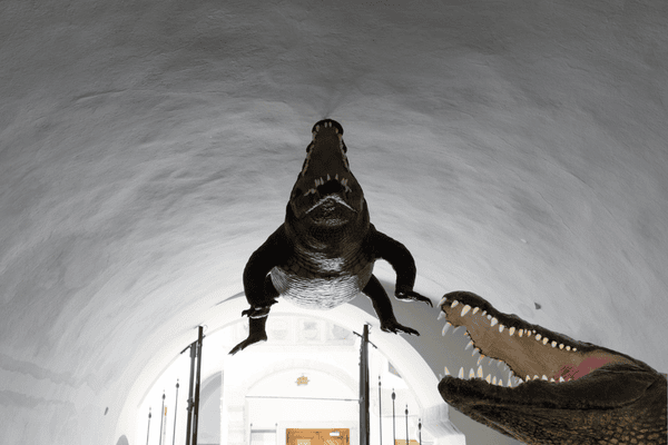 The Brno Dragon, a famous stuffed crocodile hanging in the Old Town Hall passageway.