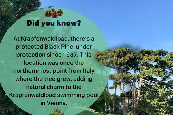 An educational image about Krapfenwaldbad featuring a lush Black Pine forest. The text informs readers that Krapfenwaldbad is home to a protected Black Pine, under protection since 1937, and highlights the tree’s unique historical and geographical significance.