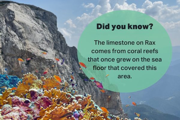 Limestone formation on Rax Mountain, originating from ancient coral reefs near Vienna, Austria