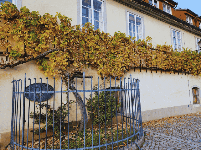 The oldest grape vine in the world in Maribor, Slovenia.