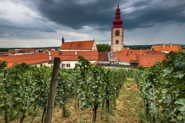 Vineyard in Ptuj, Slovenia, with a view of the historic clock tower and red rooftops under a cloudy sky.