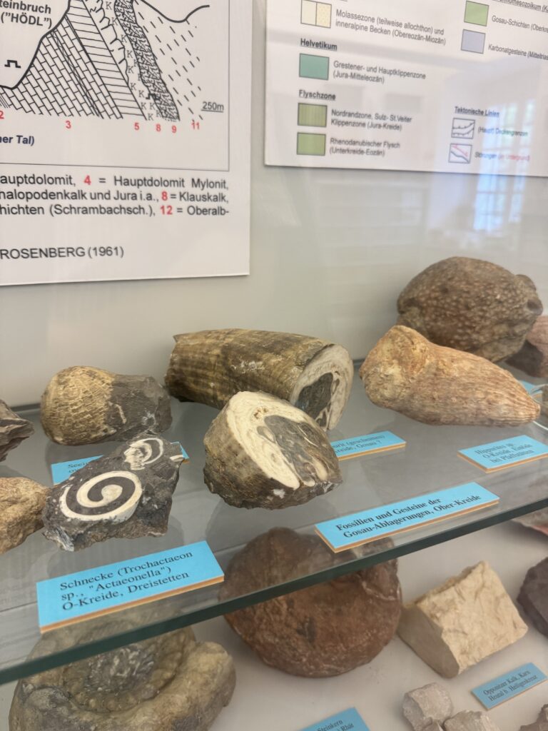 Fossils from the Vienna Woods Museum in a glass display